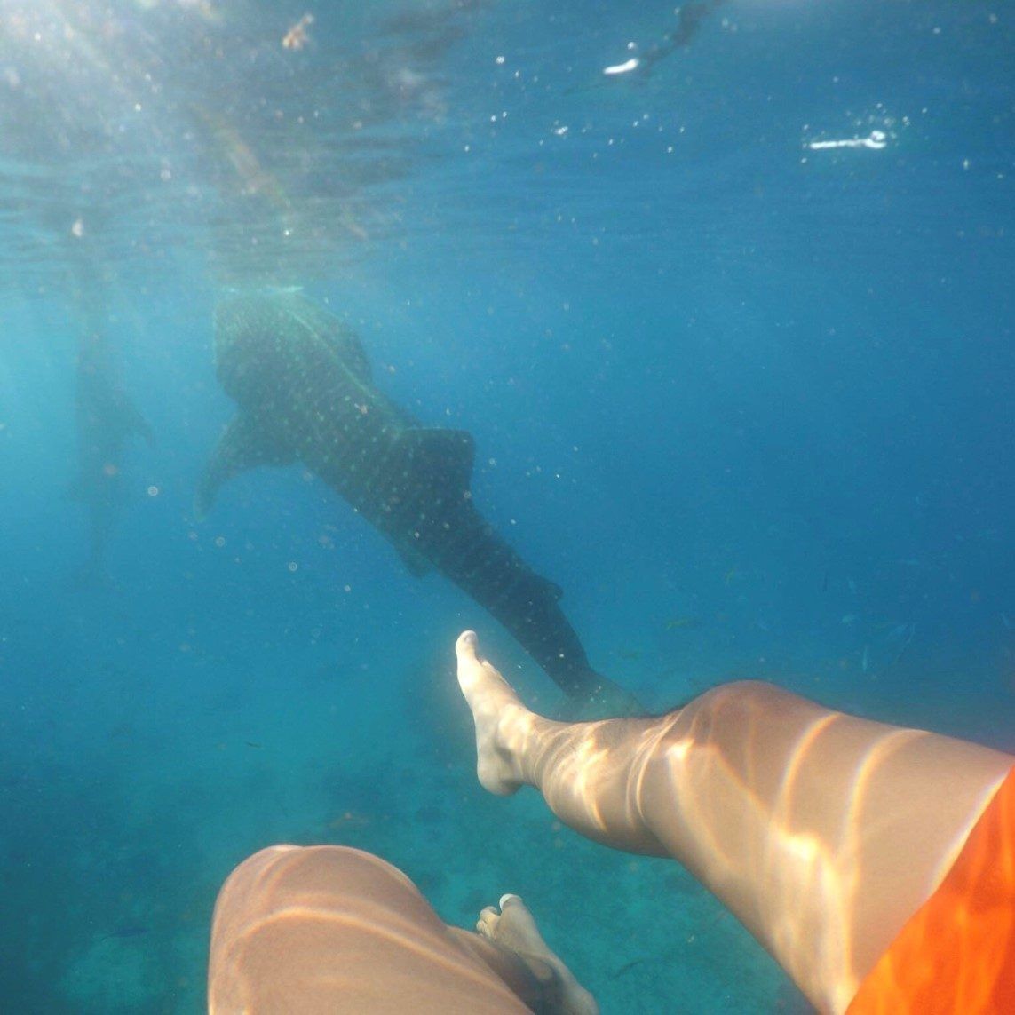 Swimming with the Gentle Giants of Oslob
