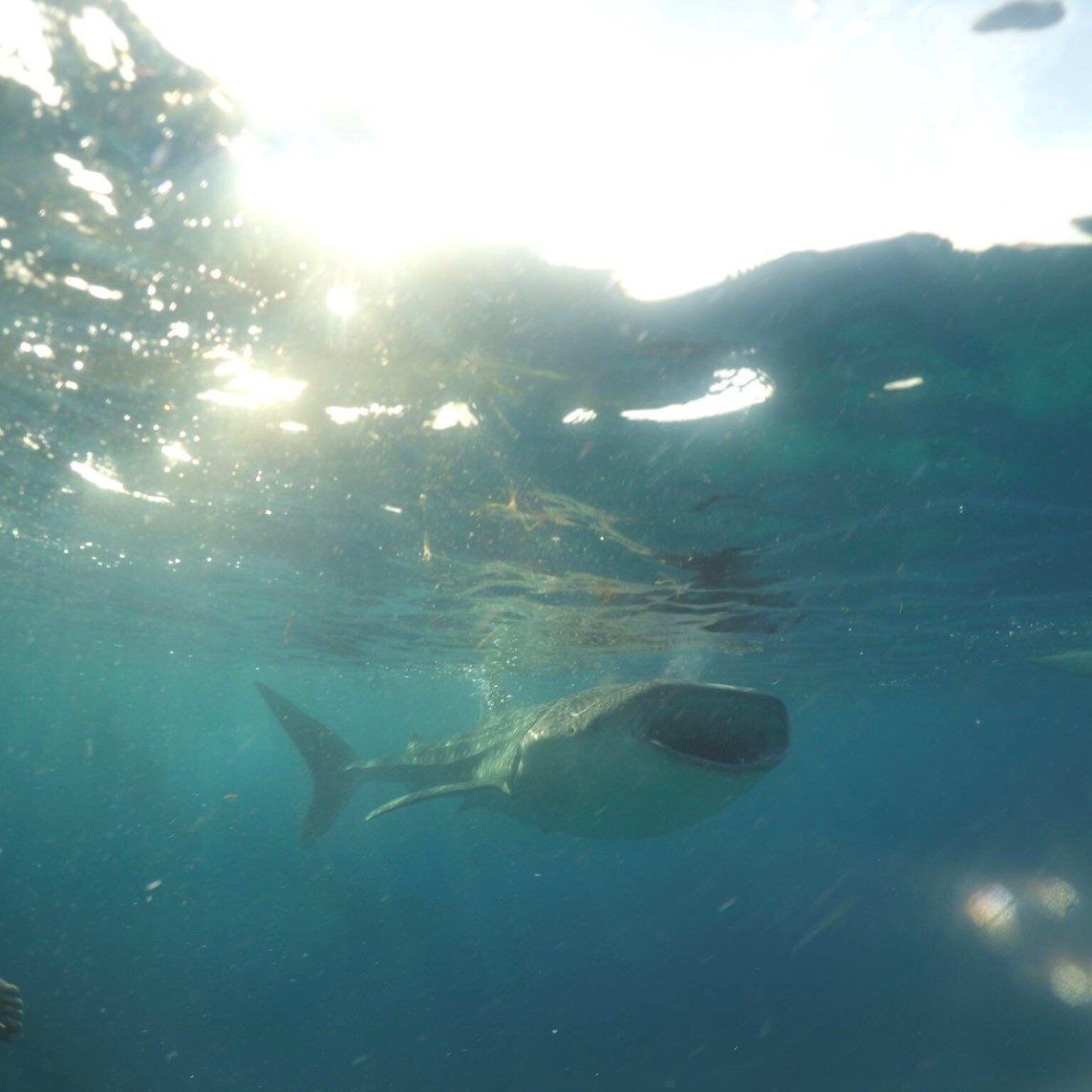 Swimming with the Gentle Giants of Oslob
